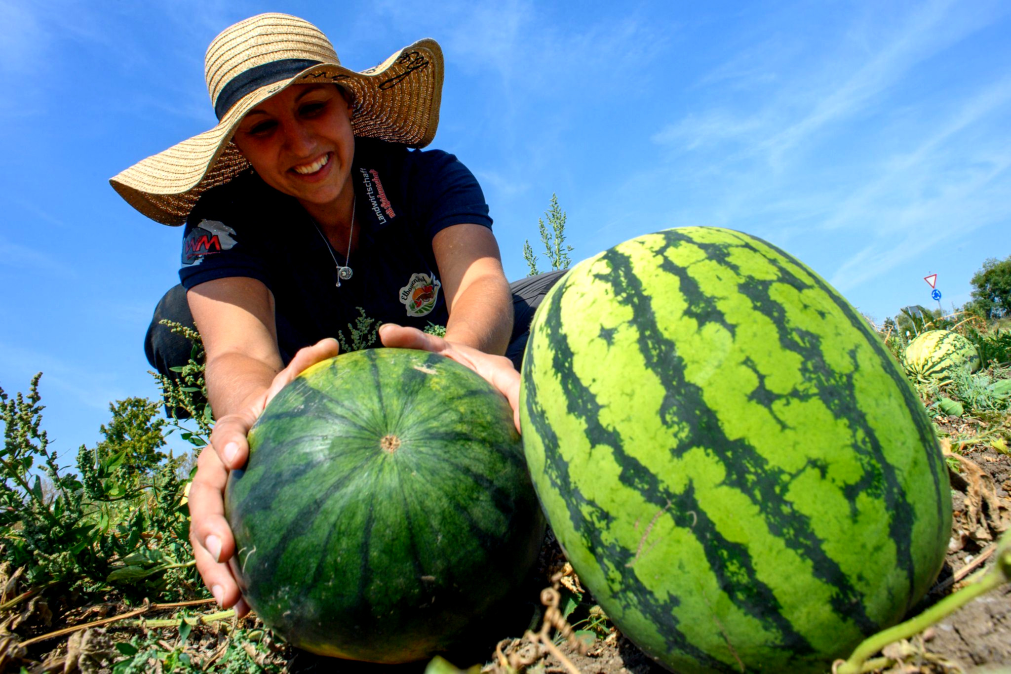 Erste Melonen reifen in Sachsen-Anhalt.